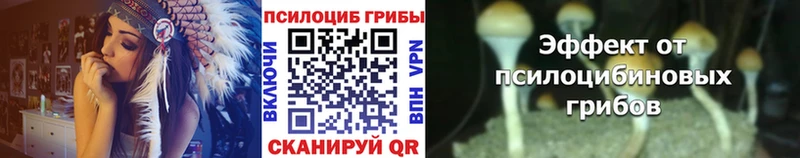 Купить где  Выкса  Псилоцибиновые грибы Psilocybe 